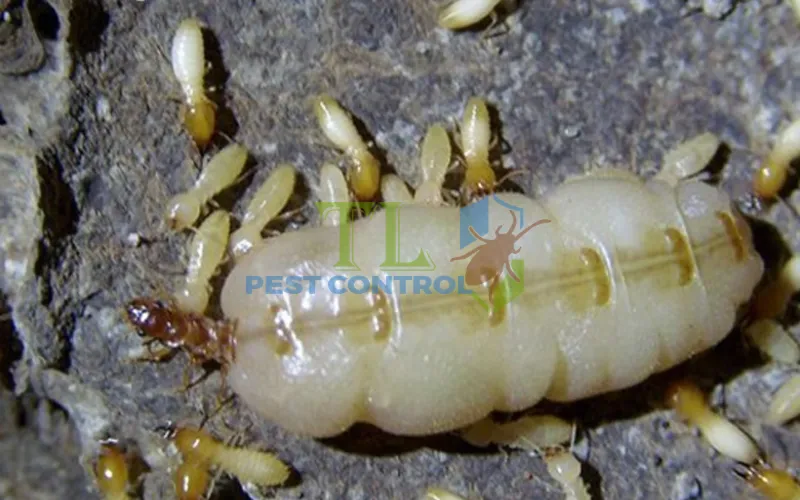 Đặc điểm sinh học của mối chúa