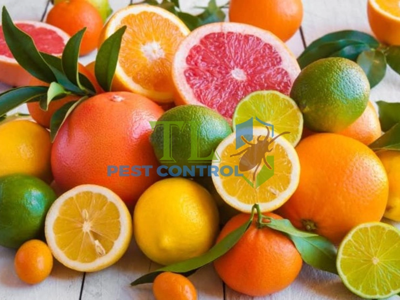 cách đuổi kiến khỏi đồ ăn