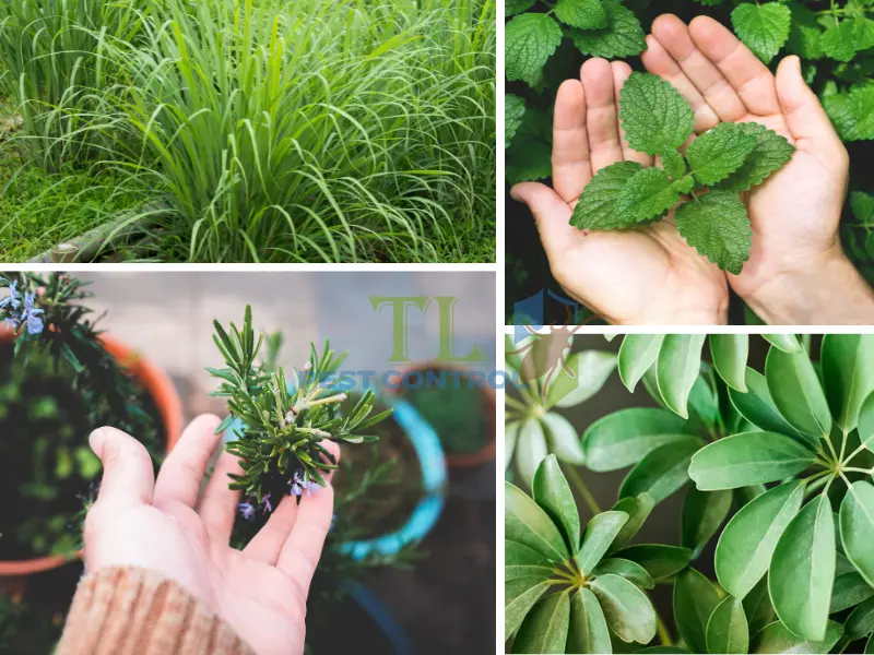 Diệt muỗi ngoài ban công