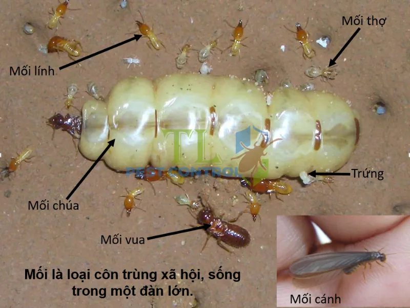 So sánh mối chúa và mối thợ trong cùng một tổ