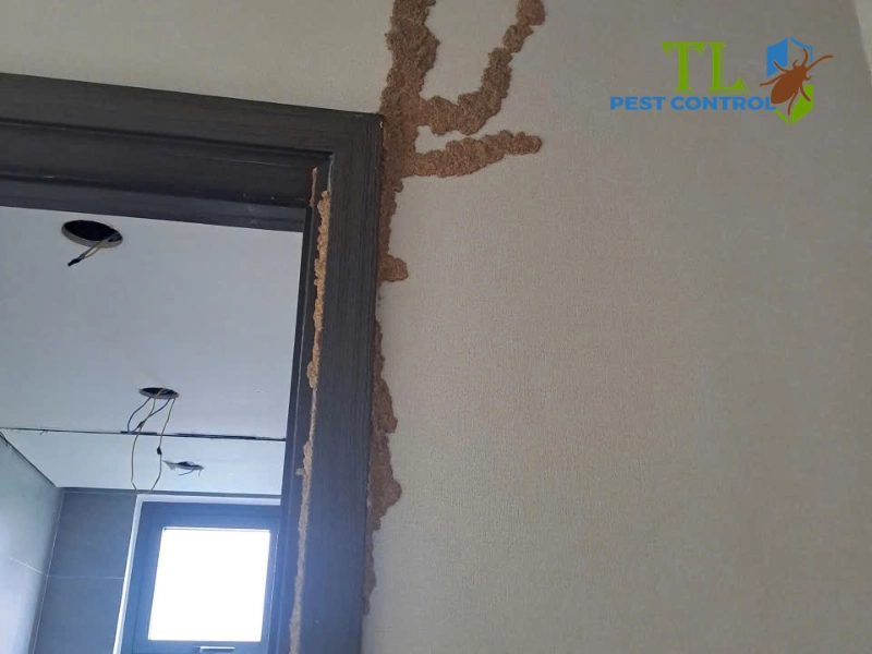 chuẩn bị trước khi diệt mối tại nhà