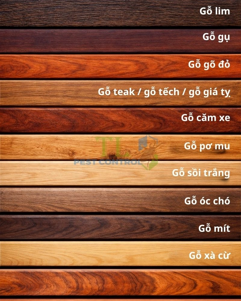 Các loại gỗ tự nhiên chống mối mọt tốt nhất hiện nay