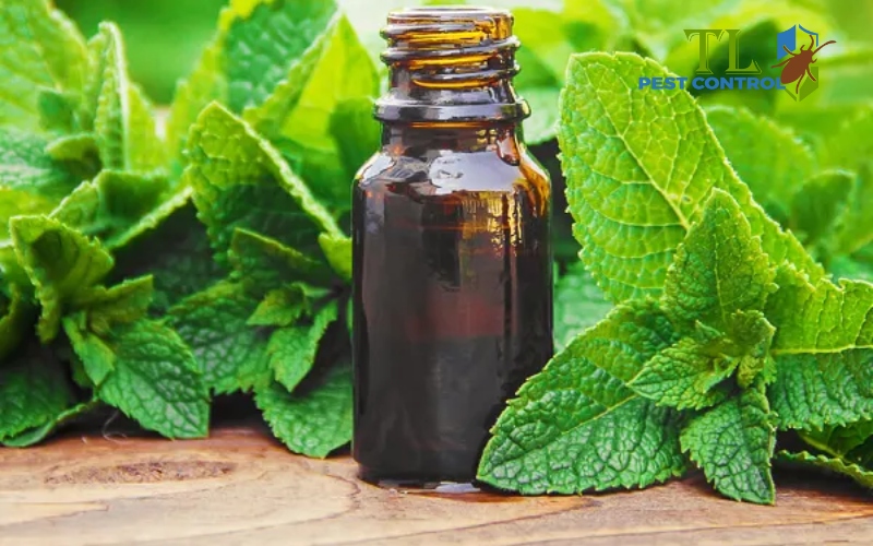 Tinh dầu bạc hà