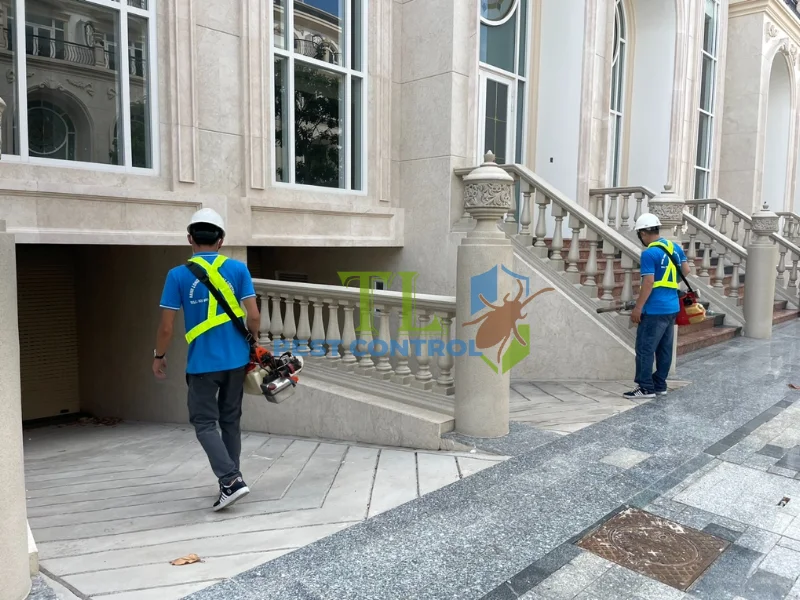 hình dạng tổ mối hình dạng tổ mối