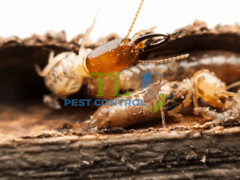 diệt mối cho khách sạn diệt mối cho khách sạn