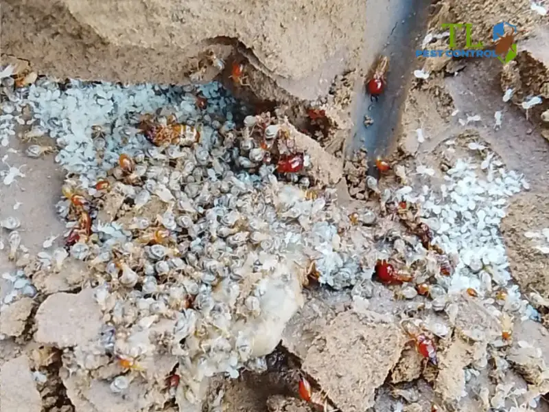diệt mối tân phú