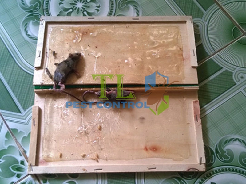 bẫy chuột nhắt