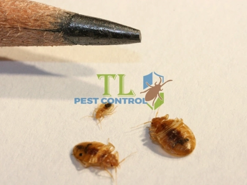 dịch vụ diệt rệp giường dịch vụ diệt rệp giường