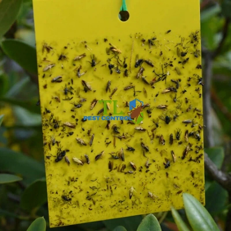 cách trị ruồi vàng trên lan