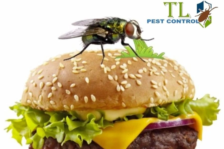 Cách Đuổi Ruồi Cho Quán Ăn Hiệu Quả, An Toàn Và Vệ Sinh