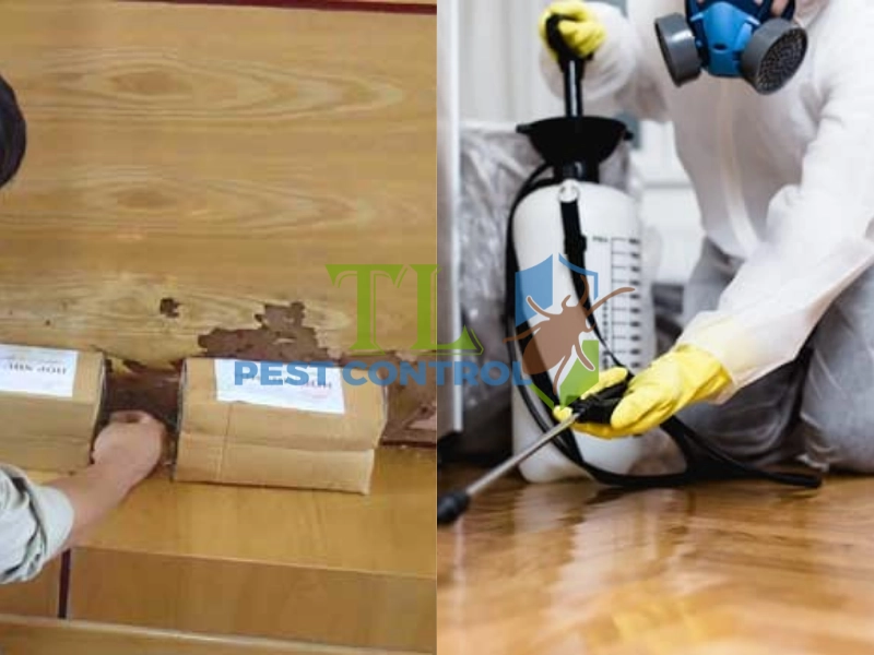 so sánh mồi diệt và thuốc phun mối