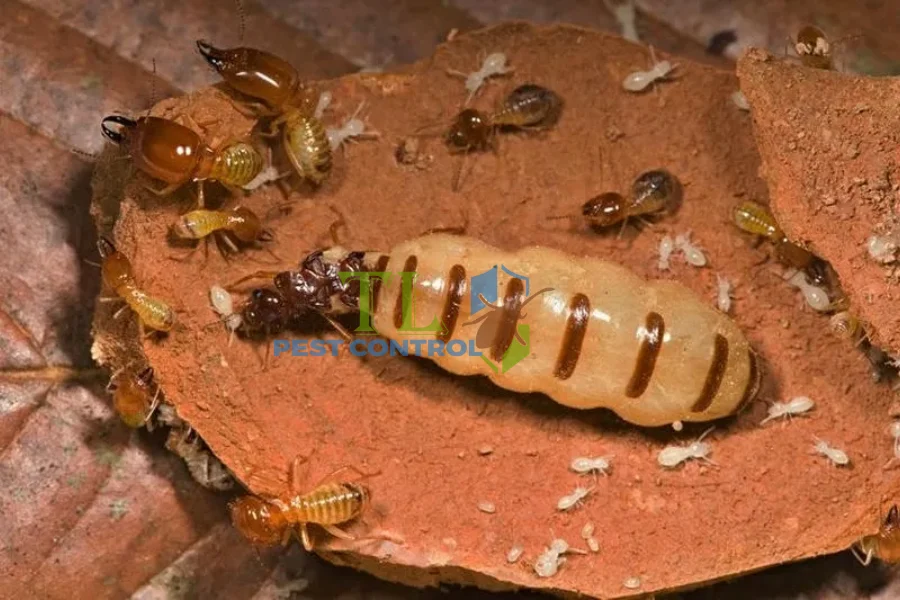 Con Mối Vua Là Gì? Đặc Điểm Nhận Dạng Và Vai Trò Chủ Chốt Trong Đàn Mối