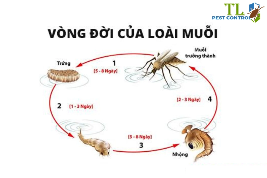 #Tìm Hiểu Về Vòng Đời Của Muỗi Và Cách Phòng Ngừa Hiệu Quả