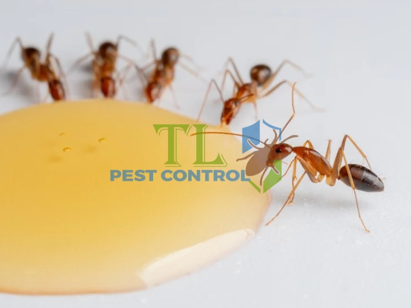 diệt kiến lửa trong đất diệt kiến lửa trong đất