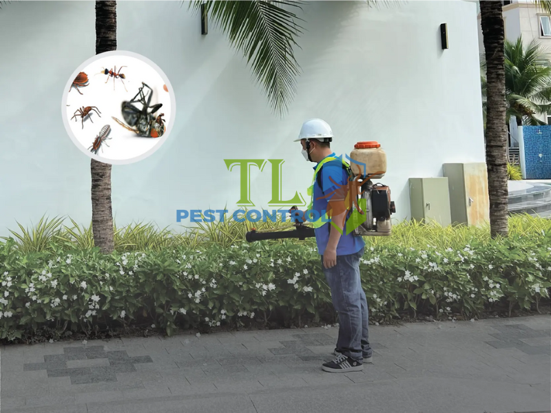 Quy trình diệt mối tận gốc tại phường Bình Tiên của Trần Long