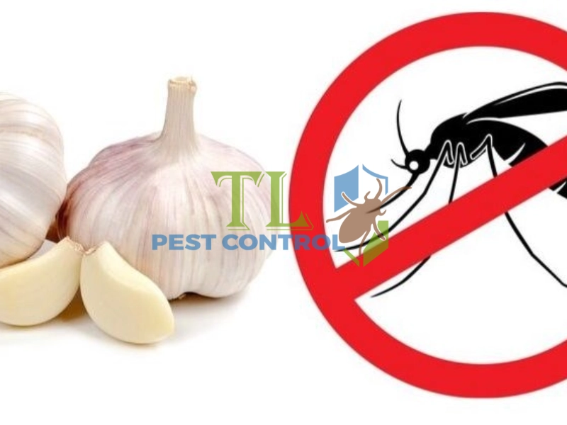 cách diệt muỗi bằng tỏi