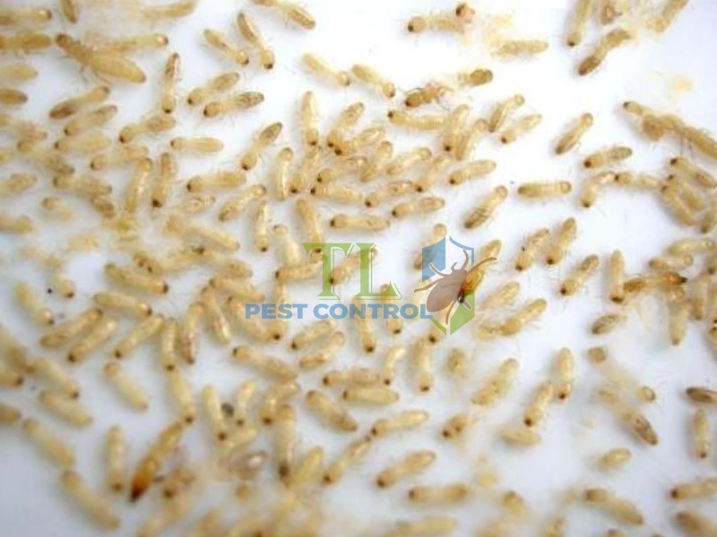 hình ảnh ấu trùng mối