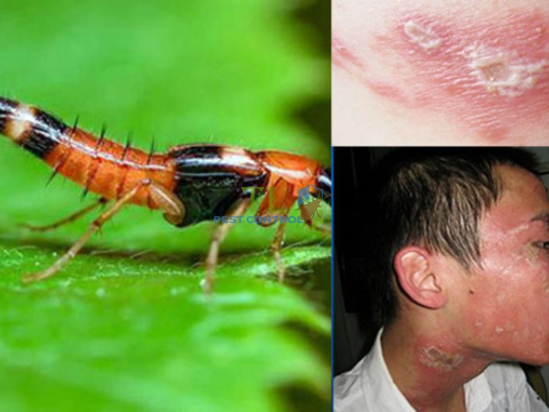 cách bẫy kiến ba khoang