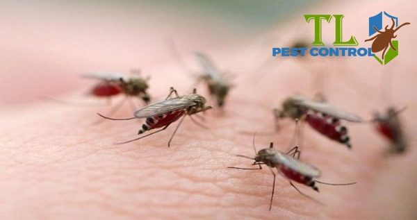 diệt muỗi quận tân phú