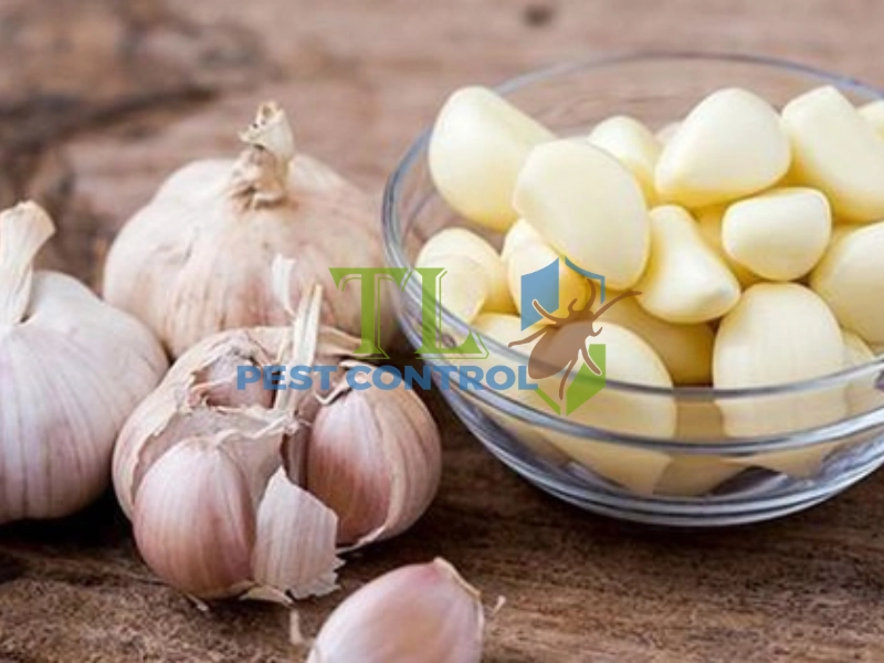 cách đuổi kiến khỏi đồ ăn