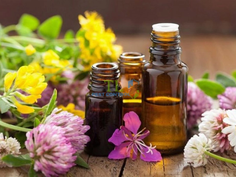 tinh dầu chống kiến ba khoang tinh dầu chống kiến ba khoang