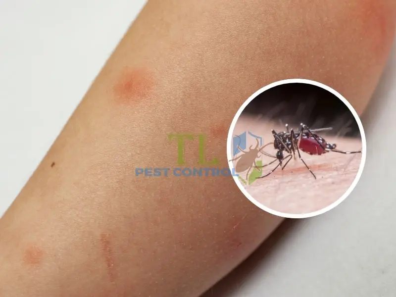 diệt muỗi trong tủ quần áo