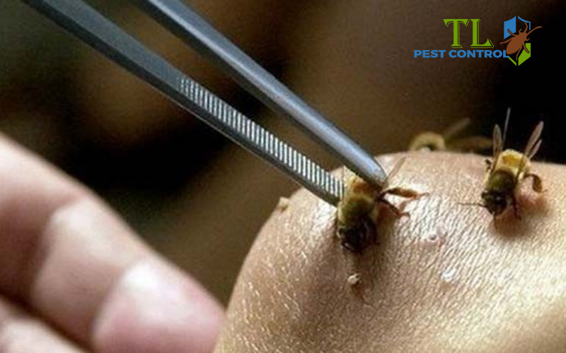 Quy trình diệt ong đất chuyên nghiệp của Trần Long