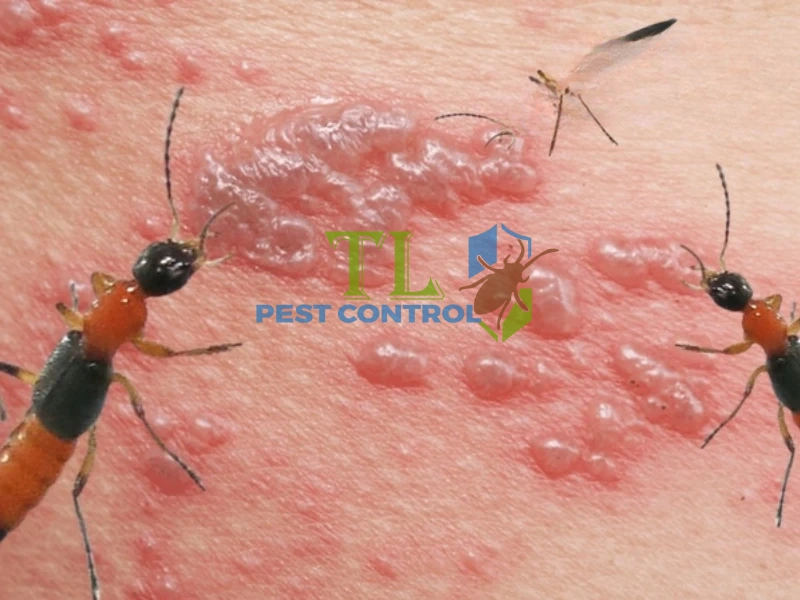 diệt kiến bằng giấm diệt kiến bằng giấm