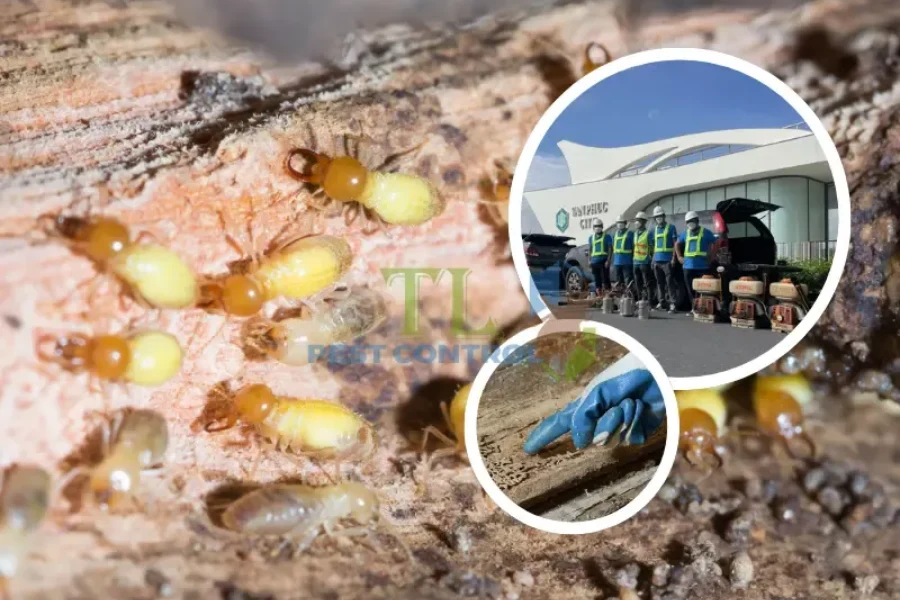 Tư vấn diệt mối tận gốc: Bật mí kinh nghiệm diệt mối hiệu quả