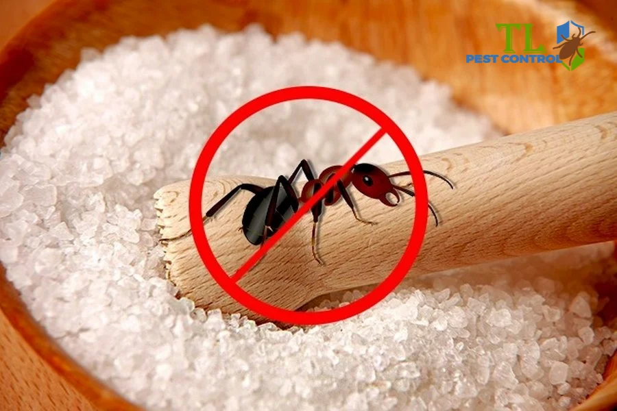 5+ Cách Đuổi Kiến Ra Khỏi Đường Nhanh Chóng, An Toàn và Hiệu Quả