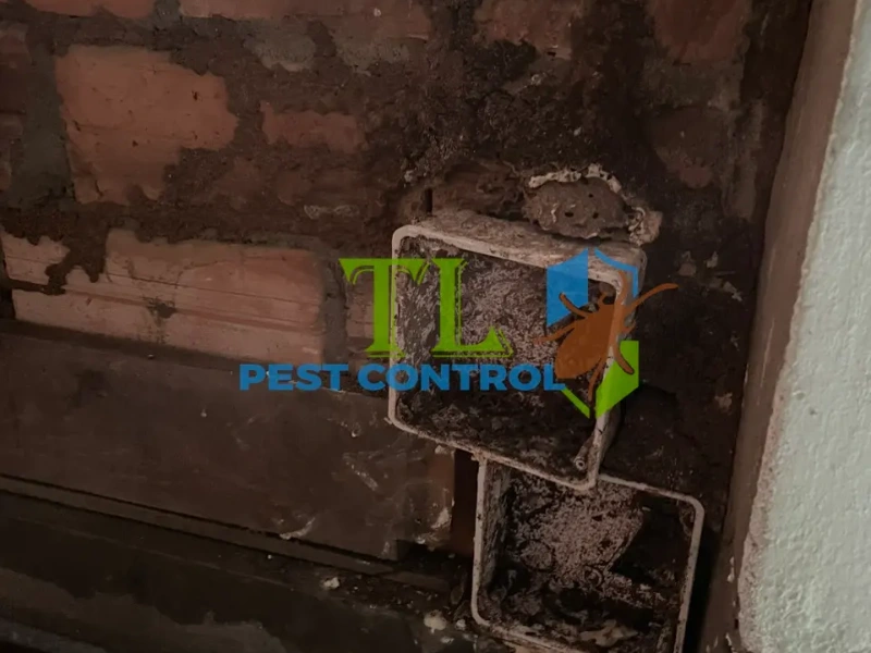 báo giá chống mối báo giá chống mối