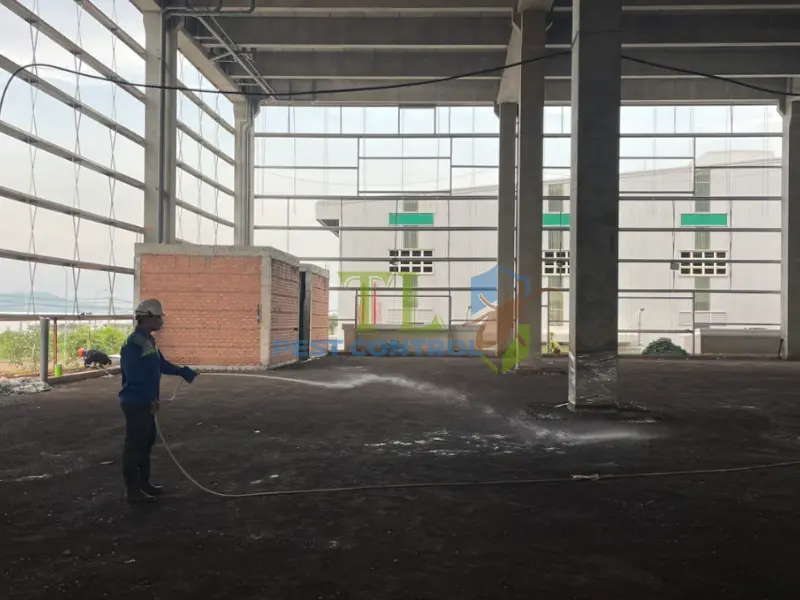 diệt mối vũng tàu