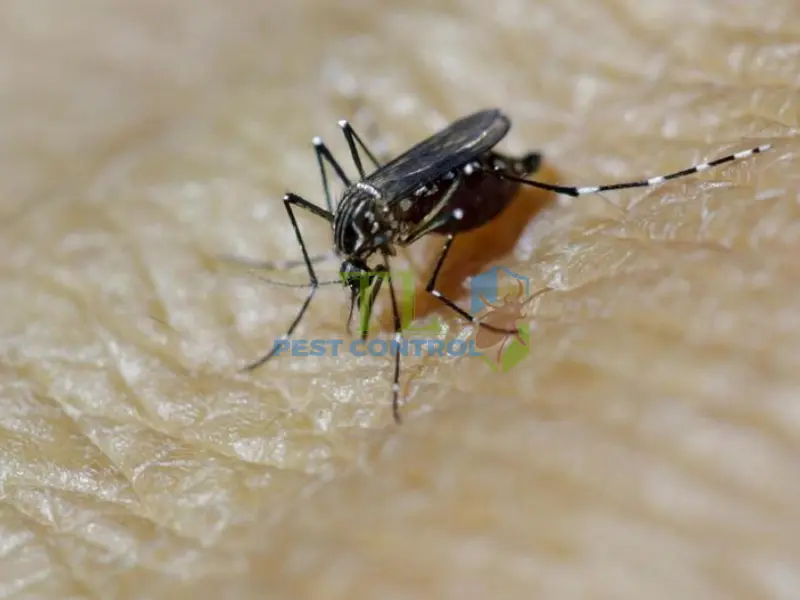 Công nghệ diệt muỗi bằng vi khuẩn Wolbachia