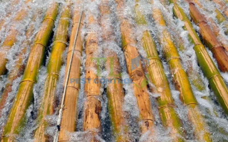 Luộc tre với hóa chất