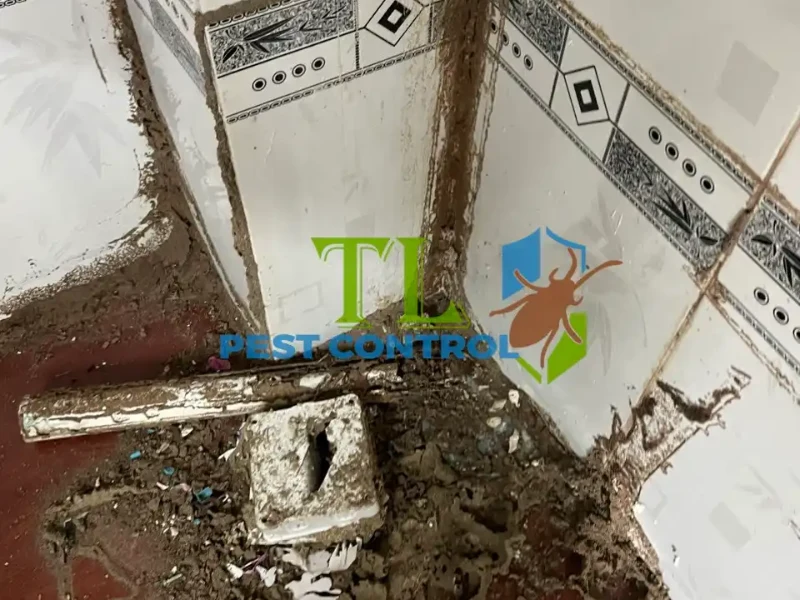 dịch vụ chống mối dịch vụ chống mối