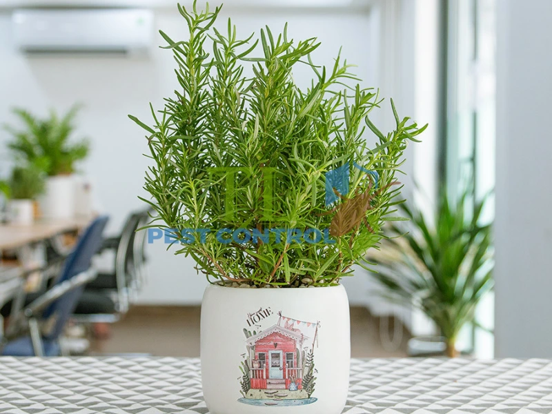 diệt mối trong tủ bếp