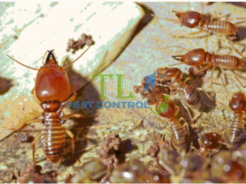 công ty diệt mối nhà hàng