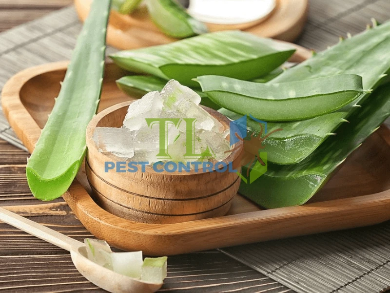 diệt mối dưới nền nhà