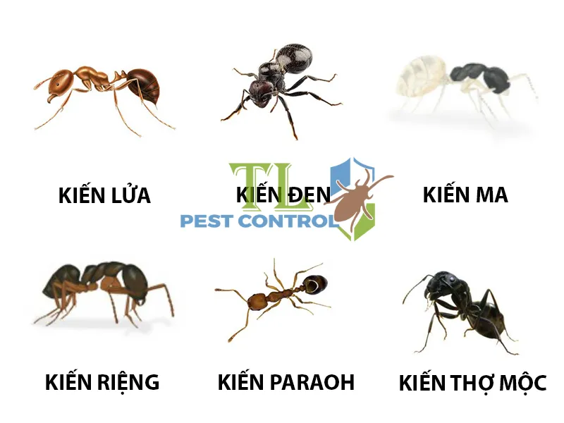 Các loài kiến phổ biến thường gặp trong nhà và đặc điểm