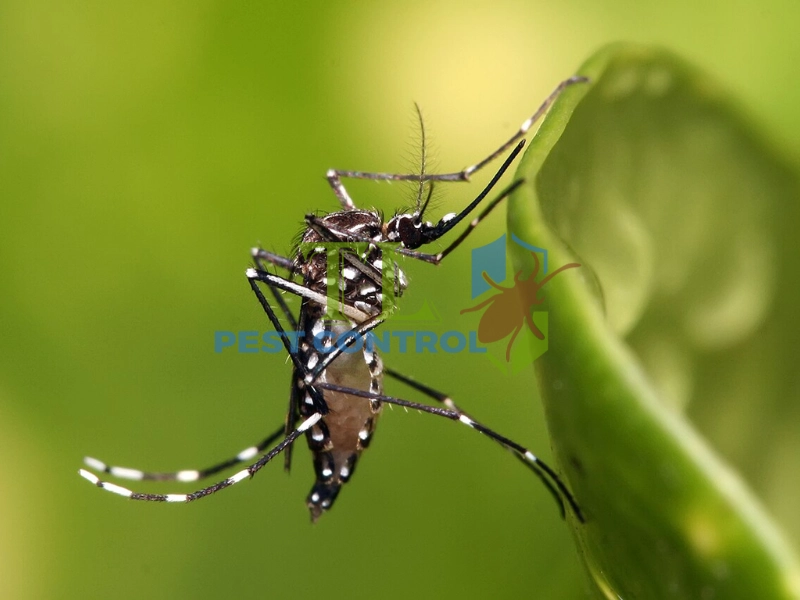 cách phòng muỗi đốt cách phòng muỗi đốt