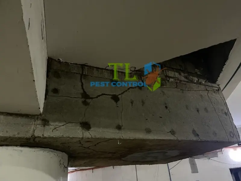 Quy trình diệt mối tại quận Phú Nhuận của Trần Long