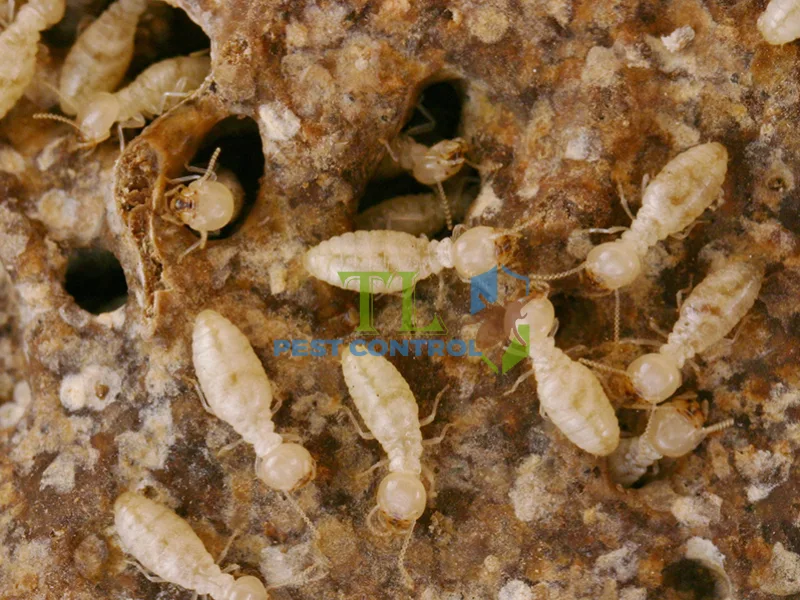 cấu trúc tổ mối cấu trúc tổ mối