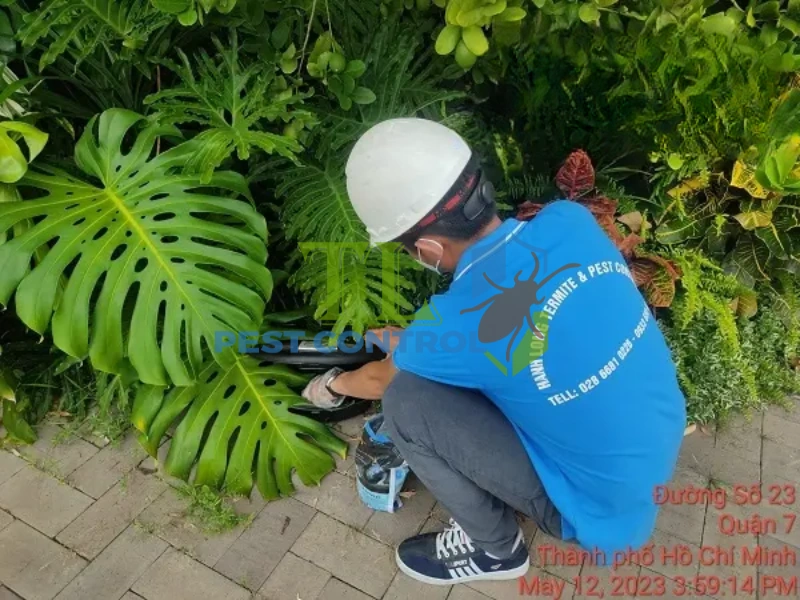 cách diệt chuột cống lang
