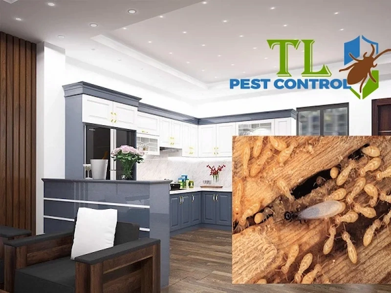 cấu trúc tổ mối cấu trúc tổ mối