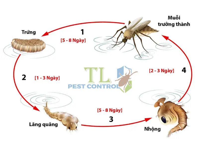 Vòng đời của muỗi qua 4 giai đoạn
