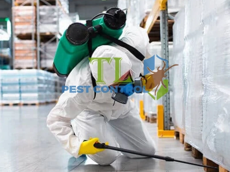 dịch vụ diệt bọ chét