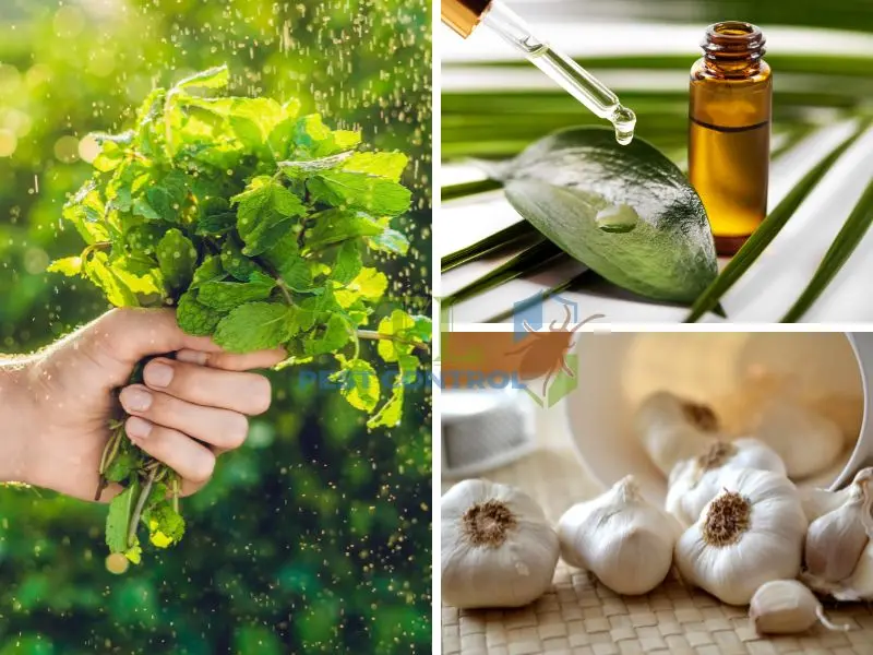 diệt muỗi cho căn hộ chung cư