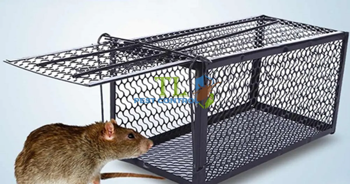 cách diệt chuột cống trong nhà