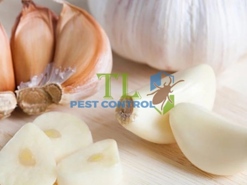 Mùi tỏi giúp xua đuổi kiến