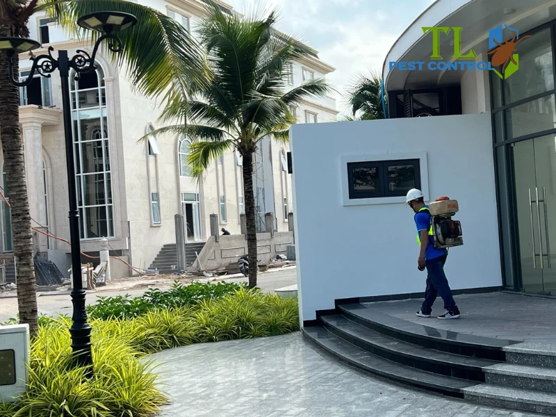 tự diệt mối tại nhà